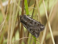 Gråbrunt sandjordfly (Euxoa tritici)