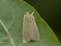 Halmgult gressfly (Mythimna pallens)