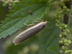 Blygrå lavspinner (Eilema lurideola)