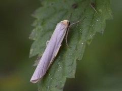 Sølvgrå lavspinner (Eilema complana)