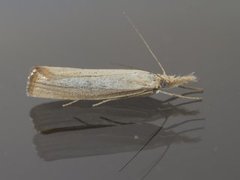 Blek nebbmott (Agriphila straminella)