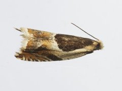 Vikkesigdvikler (Ancylis badiana)