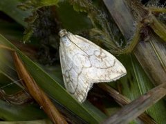 Blek kålmott (Evergestis pallidata)