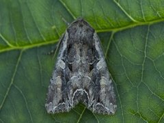 Brunt lundfly (Lacanobia suasa)