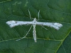 Hestehovfjærmøll (Platyptilia gonodactyla)