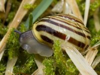 Hagesnegl (Cepaea hortensis)