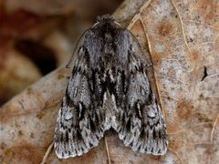 Vårlurvefly (Brachionycha nubeculosa)
