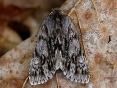 Vårlurvefly (Brachionycha nubeculosa)