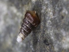 Nordkøllesnegl (Clausilia bidentata)