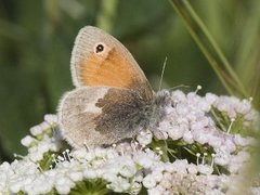 Engringvinge (Coenonympha pamphilus)