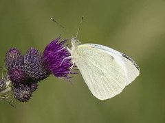 Stor kålsommerfugl (Pieris brassicae)