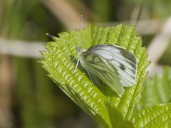 Rapssommerfugl (Pieris napi)