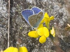 Tiriltungeblåvinge (Polyommatus icarus)