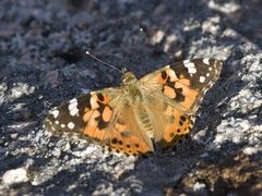 Tistelsommerfugl (Vanessa cardui)