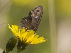 Fløyelsringvinge (Erebia ligea)