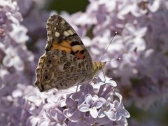 Tistelsommerfugl (Vanessa cardui)