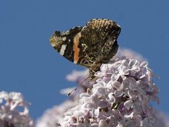 Admiral (Vanessa atalanta)