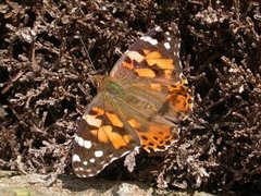 Tistelsommerfugl (Vanessa cardui)