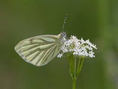 Rapssommerfugl (Pieris napi)