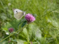 Stor kålsommerfugl (Pieris brassicae)