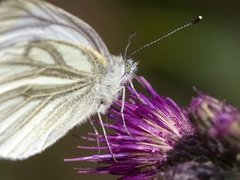 Rapssommerfugl (Pieris napi)