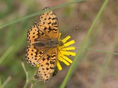 Aglajaperlemorvinge (Argynnis aglaja)