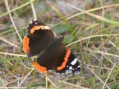 Admiral (Vanessa atalanta)