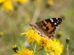 Tistelsommerfugl (Vanessa cardui)