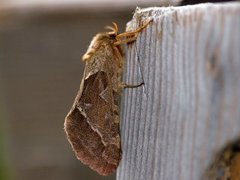 Rød roteter (Triodia sylvina)