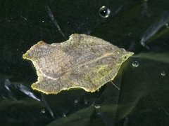 Grå flatvikler (Acleris effractana)