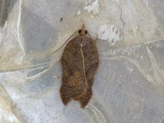 Grå flatvikler (Acleris effractana)