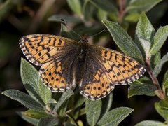 Fjellperlemorvinge (Boloria napaea)