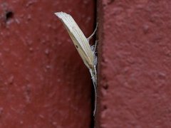 Ypsolopha nemorella