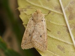 Rettlinjet høstfly (Agrochola macilenta)