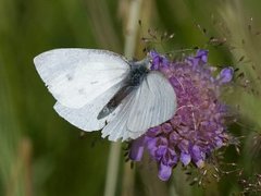 Liten kålsommerfugl (Pieris rapae)