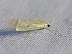 Toflekket nebbmott (Catoptria pinella)