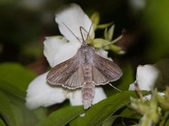 Lyst hettefly (Cucullia umbratica)