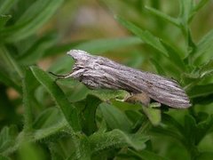 Lyst hettefly (Cucullia umbratica)