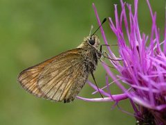 Engsmyger (Ochlodes sylvanus)