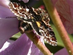 Rødt heifly (Anarta myrtilli)