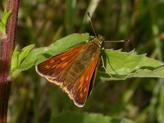 Engsmyger (Ochlodes sylvanus)