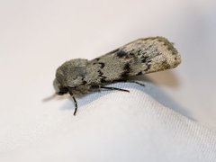 Lyst klippefly (Epipsilia grisescens)