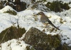 Nøtteskrike (Garrulus glandarius)