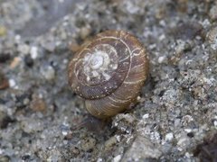 Brundiskossnegl (Discus ruderatus)