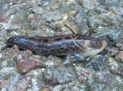 Boakjølsnegl (Limax maximus)