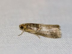 Rognesmalmott (Acrobasis advenella)