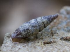 Nordkøllesnegl (Clausilia bidentata)