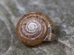 Hårsnegl (Trochulus hispidus)