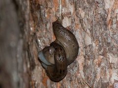 Boakjølsnegl (Limax maximus)