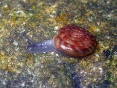 Flekkdiskossnegl (Discus rotundatus)